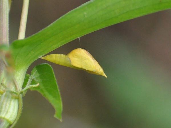 埼玉のキチョウ（蛹、求愛）など_c0045352_1124147.jpg