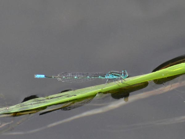 c0045352_1135041.jpg