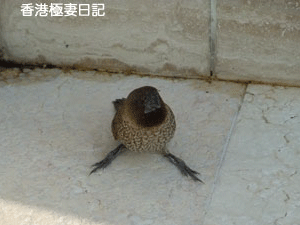 f0190653_15442121.gif