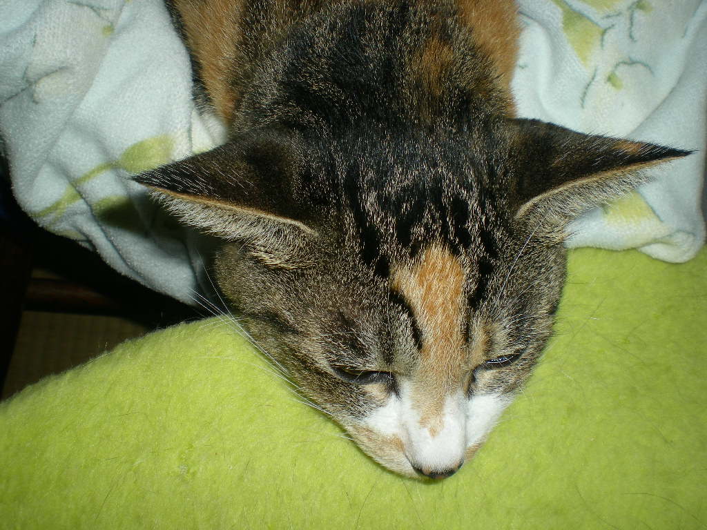 2010年9月23日(木)曼珠紗華が咲いたよ~!_f0060461_95122.jpg