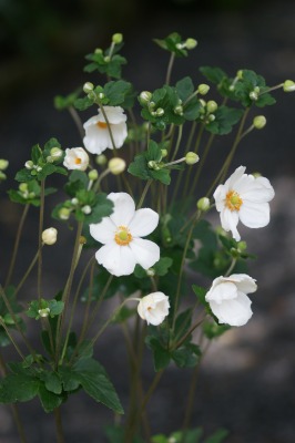 秋の花　＊しゅうめい菊・おみなえし・萩など＊_d0141365_2038255.jpg