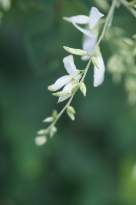 秋の花　＊しゅうめい菊・おみなえし・萩など＊_d0141365_20401420.jpg