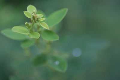 秋の花　＊しゅうめい菊・おみなえし・萩など＊_d0141365_2040992.jpg