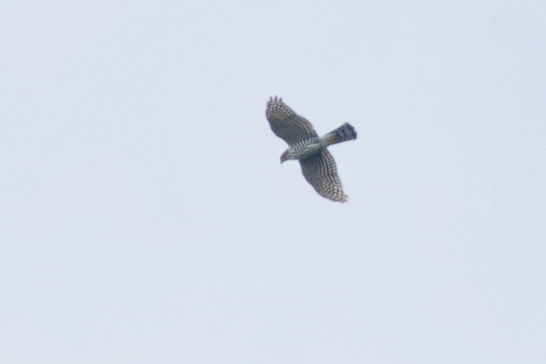 タカの渡り ハチクマⅡ_f0053272_10354059.jpg