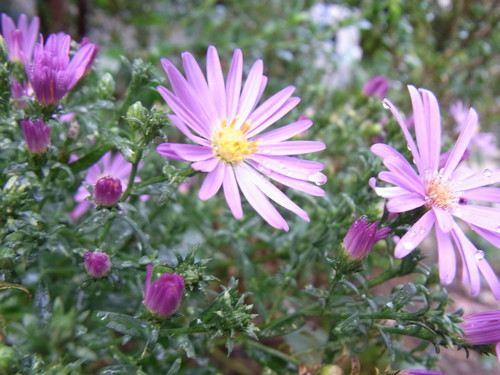e0181373_20592333.jpg