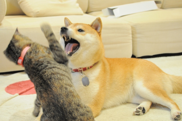 いちやめた!_a0126590_2331463.jpg