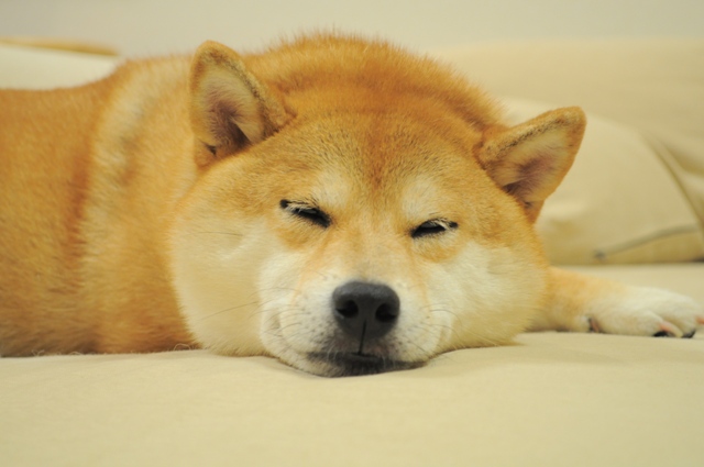 昨夜の記憶がありません_a0126590_5434916.jpg