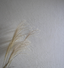 中秋の名月 2010_e0055098_21543340.jpg