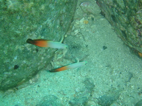 e0115199_16201095.jpg