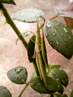 e0098908_22105612.jpg
