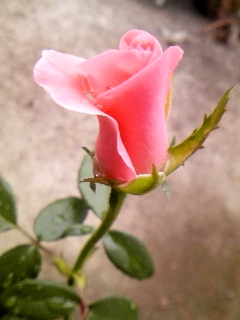 e0098908_2264719.jpg