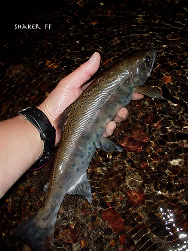 f0021008_1040156.jpg