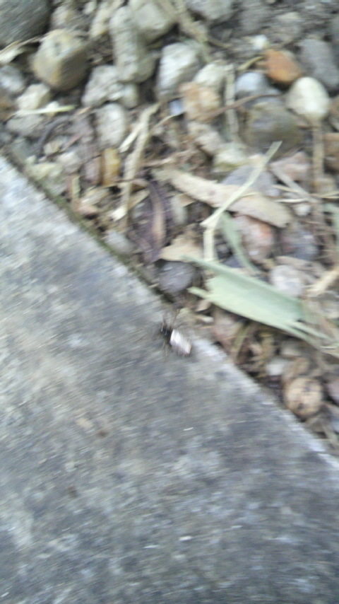 e0142809_22462114.jpg