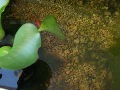 c0158916_9134999.jpg