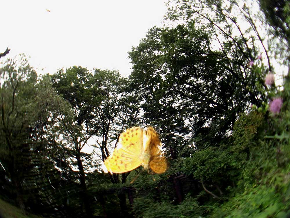 c0145418_1614352.jpg