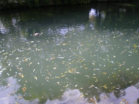c0124619_1163190.jpg