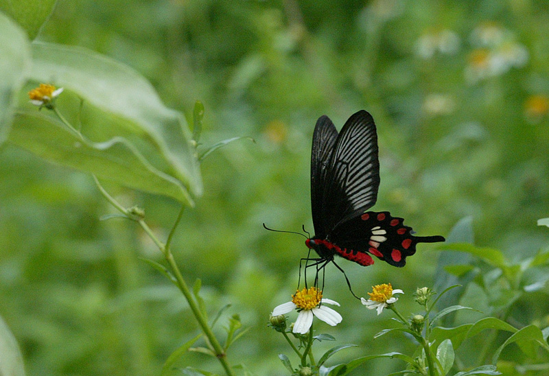 ベニモンアゲハ Pachiliopta aristolochiae interpostia_f0161823_445971.jpg