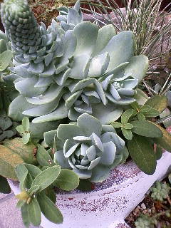 e0128024_1430366.jpg