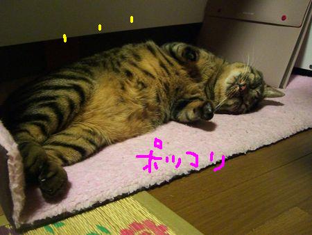 猫団子_a0099131_13321572.jpg