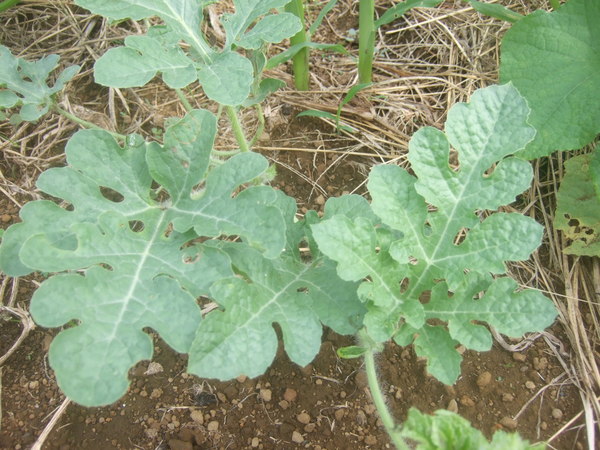 野菜の芽が出てきた1_b0137932_1811457.jpg