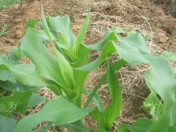 野菜の芽が出てきた1_b0137932_181395.jpg