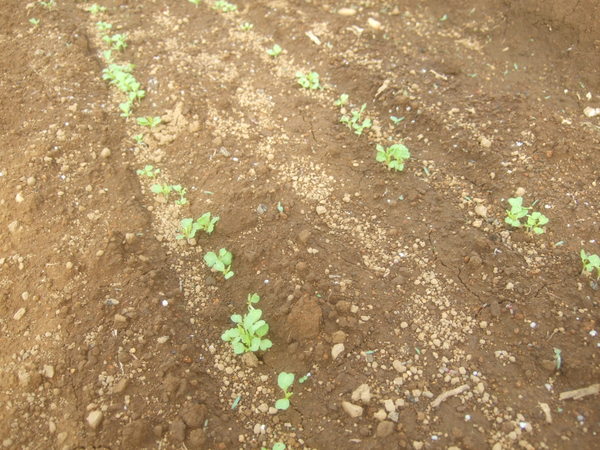 野菜の芽が出てきた1_b0137932_1821598.jpg
