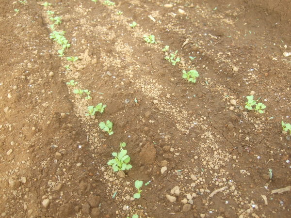 野菜の芽が出てきた１_b0137932_1821598.jpg