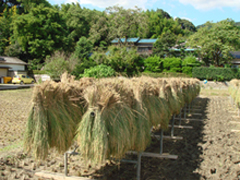 太宰府(観世音寺、太宰府政庁跡地)周辺散策_a0129233_22444289.jpg