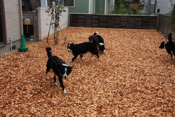 ウッドチップ Holly Dogs