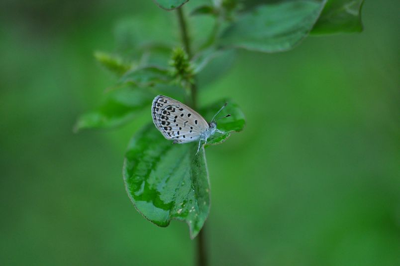 9月23日(雨一時くもり)タイトル:ヤマガラ_f0105542_02743.jpg