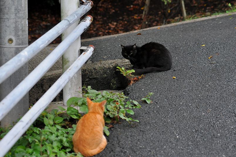 9月23日(雨一時くもり)タイトル:ヤマガラ_f0105542_033562.jpg