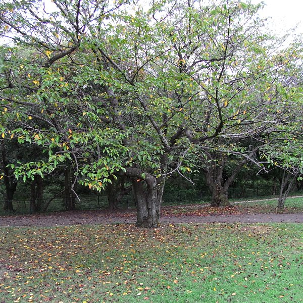 b0165444_18324335.jpg