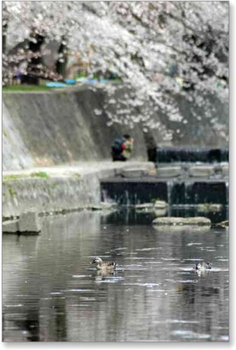 満開の桜～☆_d0033551_07166.jpg