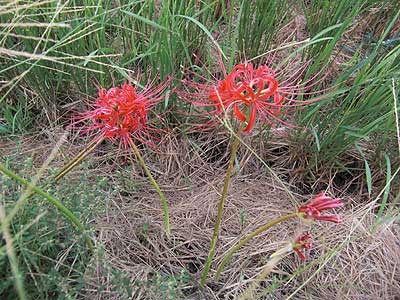 本日の花　曼珠沙華_c0033858_653482.jpg