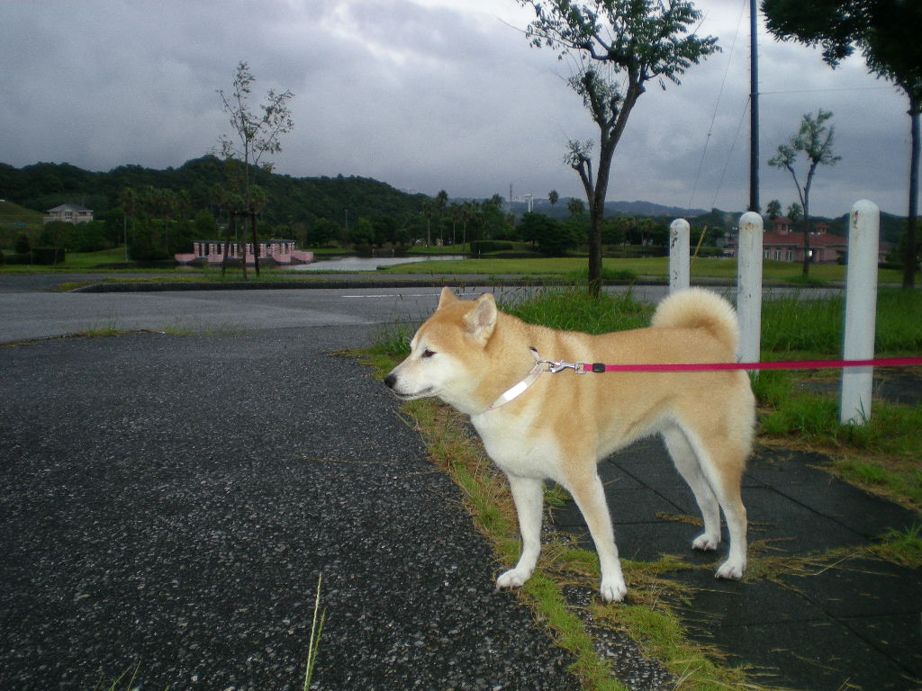 2010年9月24日(金)38年目の結婚記念日!_f0060461_7503946.jpg