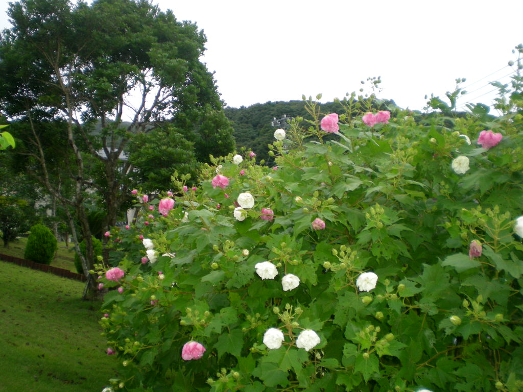 2010年9月24日(金)38年目の結婚記念日!_f0060461_7531528.jpg