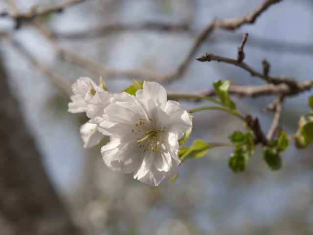 十月桜が咲いた_b0148762_15353033.jpg