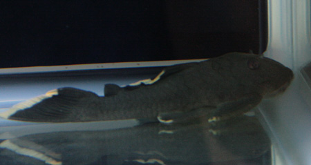 a0162263_22455687.jpg