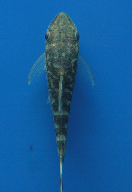 a0162263_22471637.jpg