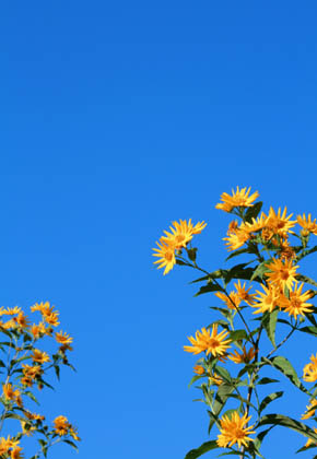 植物園の秋空_b0160363_0331352.jpg