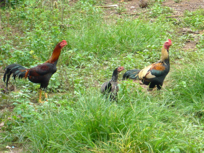 田舎に住もう・チェンマイ編_f0178278_7152023.jpg