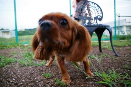 ９月１９日（日）小型犬エリアのお友達_f0230380_1985182.jpg