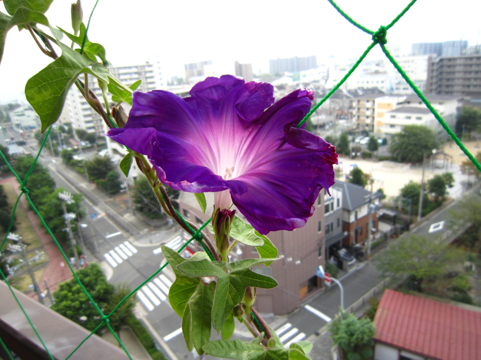 まだ頑張る・・・_f0204295_17221635.jpg