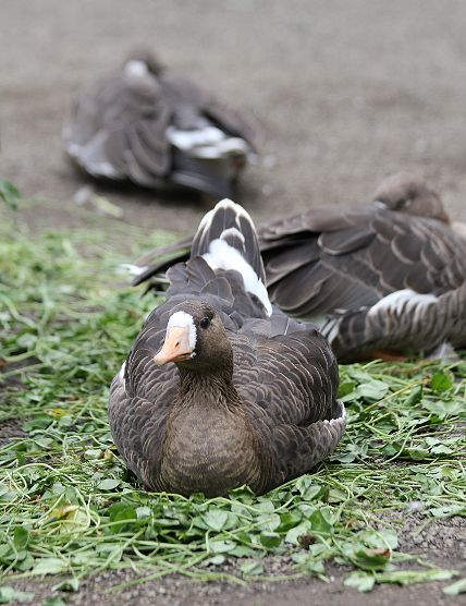 ラスト白鳥池_c0155902_21442031.jpg