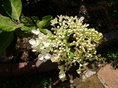 a0123003_22532937.jpg