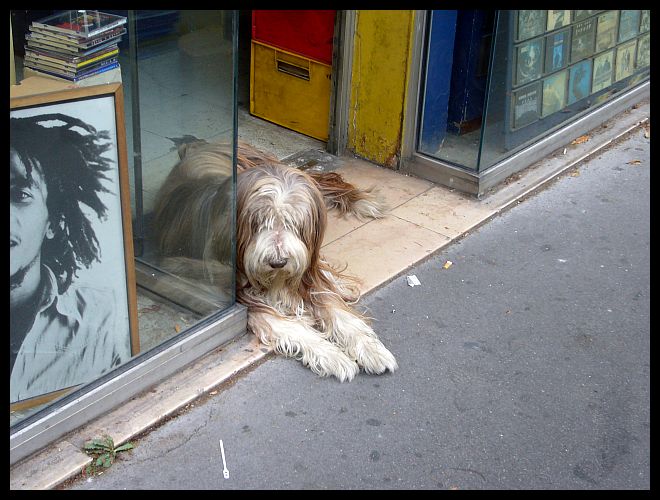 【街角のワンコ】働くパリのワンコたち(PARIS)_a0008105_18583744.jpg