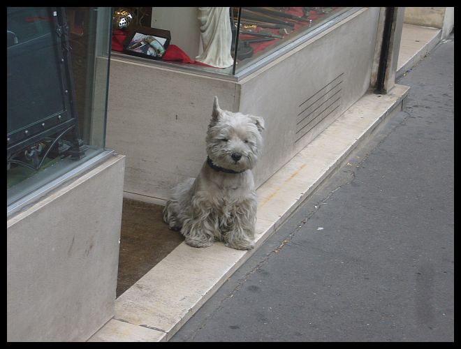 【街角のワンコ】働くパリのワンコたち(PARIS)_a0008105_1859177.jpg