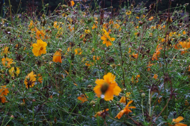 c0156908_19332190.jpg