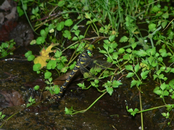 福岡地区　細流散策　ピンチ_e0002314_21553611.jpg