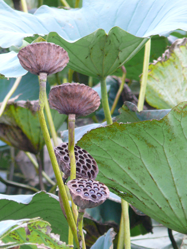 f0052323_18282482.jpg